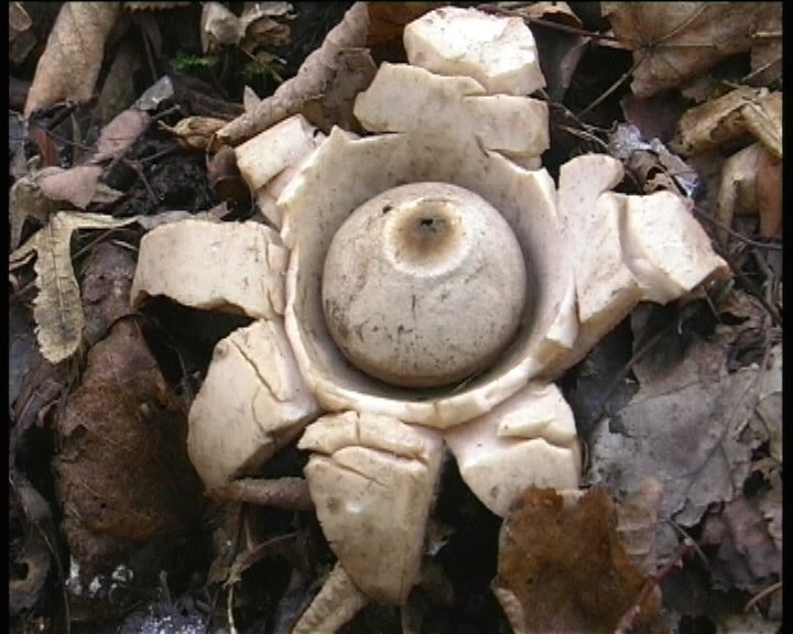 Geastrum  triplex   Junghuhn